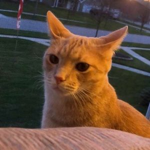 Meet your Posher, Goby